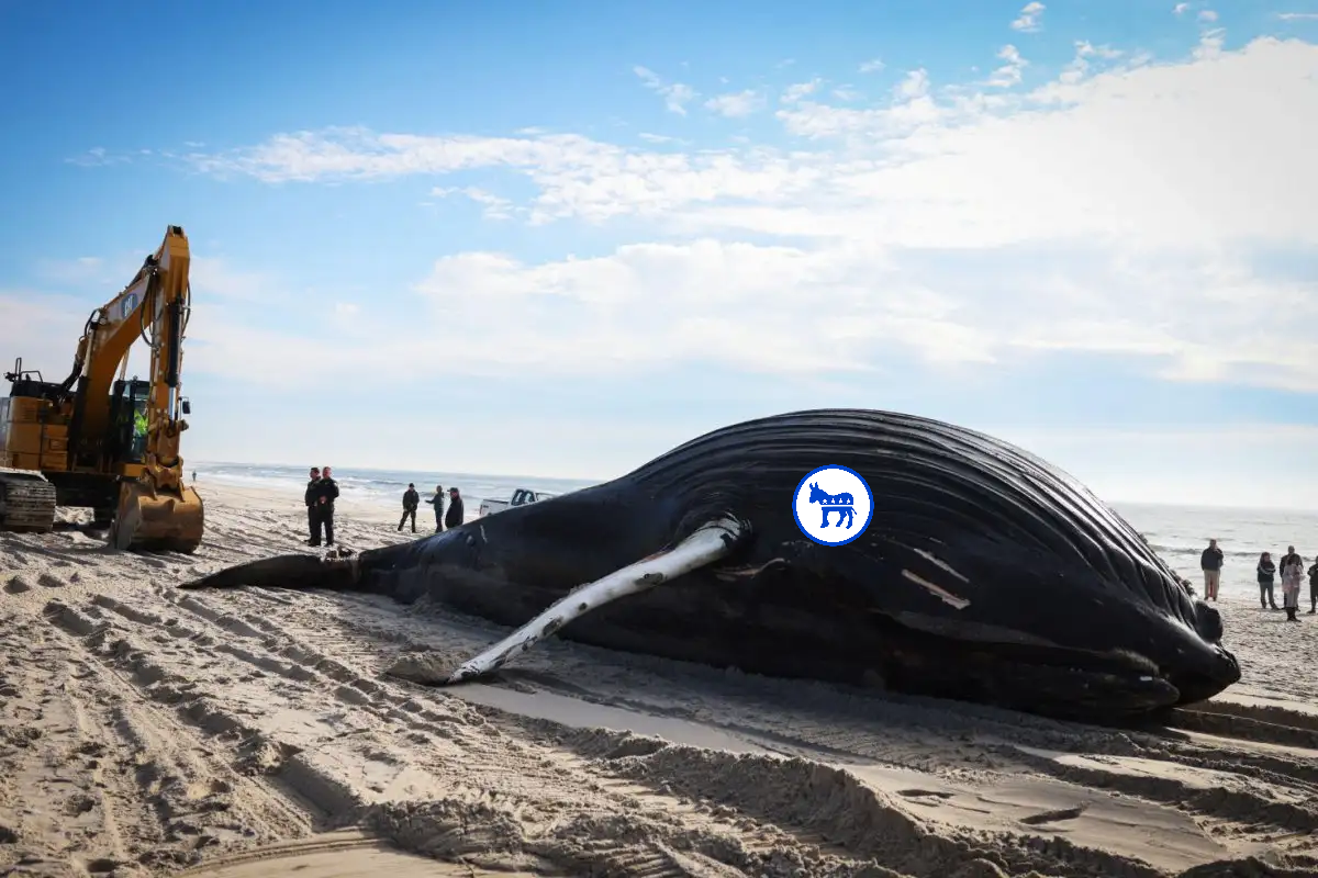 The Beached Whale